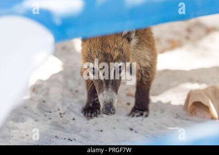 Timide et affectueux Coati ou coatimundi avec lassitude peeking through une lacune dans les transats dans un Mexique un all inclusive beach resort je cherche pour l'alimentation Banque D'Images