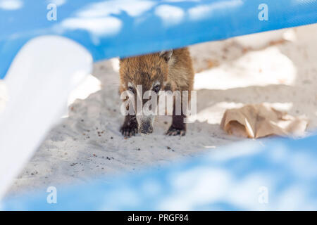 Timide et affectueux Coati ou coatimundi avec lassitude peeking through une lacune dans les transats dans un Mexique un all inclusive beach resort je cherche pour l'alimentation Banque D'Images