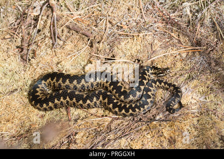 L'additionneur masculins (Vipera berus), Royaume-Uni Banque D'Images