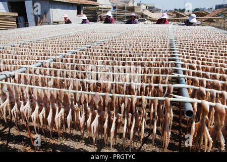 Taizhou, Zhejiang Province de la Chine. 2e oct, 2018. Les villageois des calmars dans l'air Songmen Canton de Wenling, est de la Chine, la province du Zhejiang, le 2 octobre 2018. Songmen est un important producteur de poisson dans le Zhejiang. Les pêcheurs locaux sont occupés le séchage du poisson durant la saison de pêche. Credit : Liu Zhenqing/Xinhua/Alamy Live News Banque D'Images