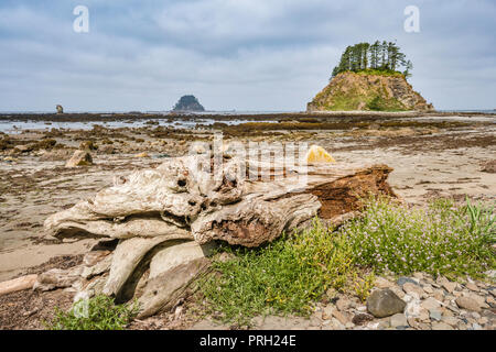 Driftwood Beach sur l'Île, Tskawahyah, la flatterie des Rocks, vue depuis le cap Alava, côte du Pacifique, l'Olympic National Park, Washington State, USA Banque D'Images