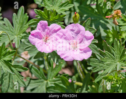 Geranium sanguineum Rose Vision Banque D'Images