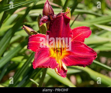 Hemerocallis soleil du matin Banque D'Images