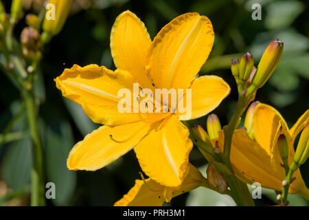 Hemerocallis 'roues' Banque D'Images