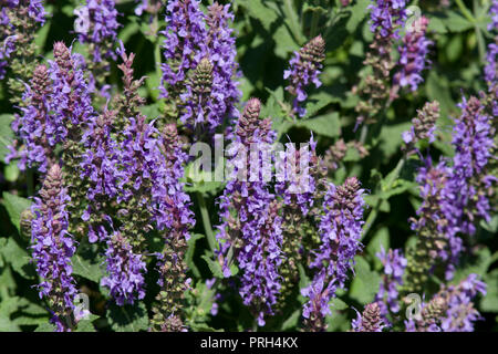 × Salvia sylvestris 'Blauhügel' Banque D'Images