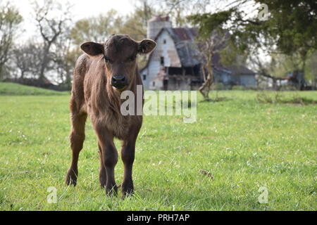 Debout devant un veau d'une grange sur un printemps chaud et ensoleillé jour dans un champ d'herbe verte croquante. Banque D'Images