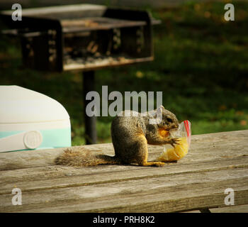 Squirrel en essayant de manger des jetons dans un sac en plastique Banque D'Images