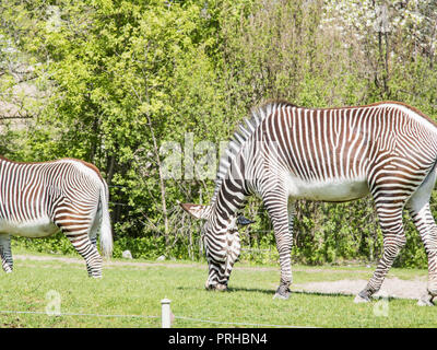 Regardant Zebra Banque D'Images