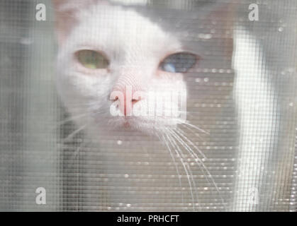 Chat curieux blanc avec multi-couleur yeux enfoncé son nez à la moustiquaire de protection en plastique sur la fenêtre et regarde dehors. Focus sélectif. Banque D'Images