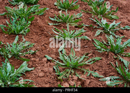 Centaurea cyanus plantes poussant dans le jardin de fleurs, de l'Australie Banque D'Images