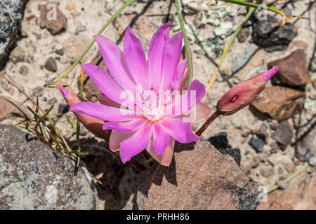 Bitterroot en fleurs dans le Parc National de Yellowstone Banque D'Images
