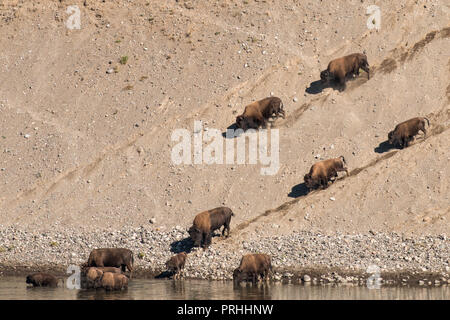 L'exécution de bison sur une pente le long de la rivière Lamar river in Yellowstone National Park Banque D'Images