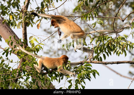 Les jeunes singes Proboscis, Nasalis larvatus, jouant dans la cime des arbres, parc national de Tanjung Puting, Bornéo, Indonésie. Banque D'Images