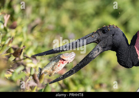 Close up d'un Jabiru mycteria Jabiru (), manger un piranha à Pousado Rio Claro, Mato Grosso, Brésil. Banque D'Images