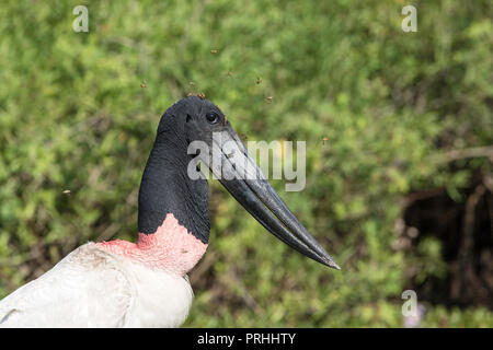 Un adulte, Jabiru mycteria Jabiru, pêche à Pousado Rio Claro, Mato Grosso, Brésil. Banque D'Images