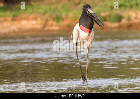 Un adulte, Jabiru mycteria Jabiru, Porto Jofre, Pantanal, Mato Grosso, Brésil. Banque D'Images