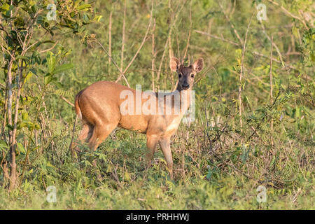 Brocket rouge adultes buck, Mazama americana, Fazenda Pouso Alegre, Mato Grosso, Brésil. Banque D'Images