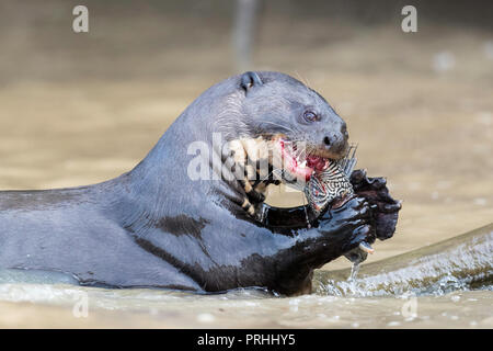 La loutre géante de manger un poisson, l'alimentation, Pteronura brasiliensis près de Porto Jofre, Pantanal, Mato Grosso, Brésil. Banque D'Images