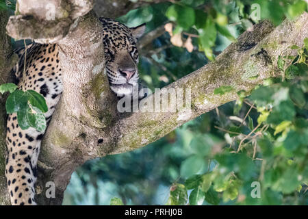 Jaguar (Panthera onca) dans l'arborescence sur le Rio Tres Irmao, Mato Grosso, Brésil. Banque D'Images