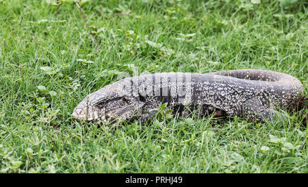 Un adulte tégu noir et blanc d'Argentine, Salvator merianae, Pousado Alegre, Mato Grosso, Brésil. Banque D'Images