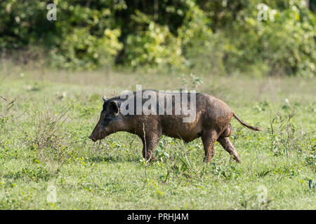 Population de porcs mâles adultes, Sus scrofa, Fazenda Pouso Alegre, Mato Grosso, Pantanal, Brésil. Banque D'Images