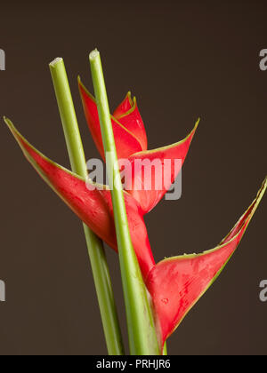 Heliconia flower tourné sur un fond sombre Banque D'Images