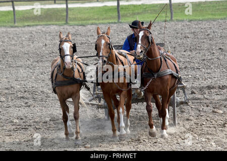 Spectacle équestre dans la région de Hongrie Puszta Banque D'Images