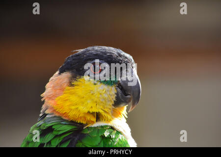 Avec perroquet vert, jaune, orange et noir plumes, portrait, Close up Voir le profil Banque D'Images