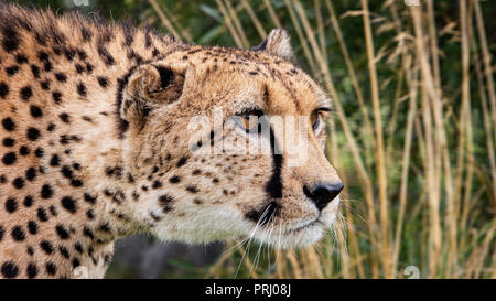 UK, Hamerton Zoo - 17 Aug 2018 : Guépard en captivité, portrait Banque D'Images