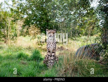 UK, Hamerton Zoo - 17 août 2018 : Banque D'Images