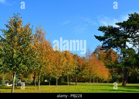 Les chambres lumineuses et colorées, des images montrant Ropner en éclairage naturel Parc, un parc public Victorien traditionnel britannique à Stockton-on-Tees, au début de l'automne. Banque D'Images