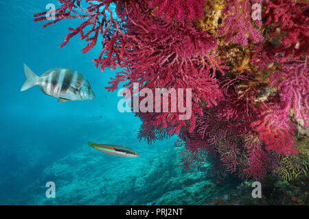 Coraux Mous, gorgones rouges Paramuricea clavata, avec des poissons sous l'eau dans la mer Méditerranée, Cap de Creus, Costa Brava, Espagne Banque D'Images