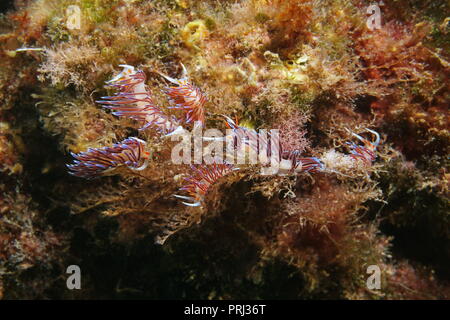 Plusieurs pilgrim hervia Cratena Peregrina, limaces de mer, sous-marin dans la mer Méditerranée, France Banque D'Images