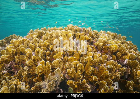 Incendie à lame sous-marine corail, Millepora complanata, avec de petits poissons en dessous de surface de l'eau dans la mer des Caraïbes Banque D'Images