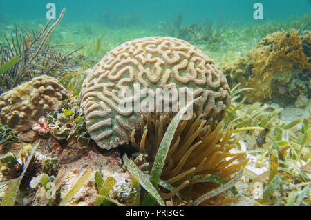 La vie marine sous-marine, corail cerveau boulder, Colpophyllia natans, dans la mer des Caraïbes Banque D'Images