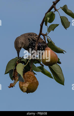 Étourneau sansonnet (Sturnus vulgaris) manger la poire. Banque D'Images