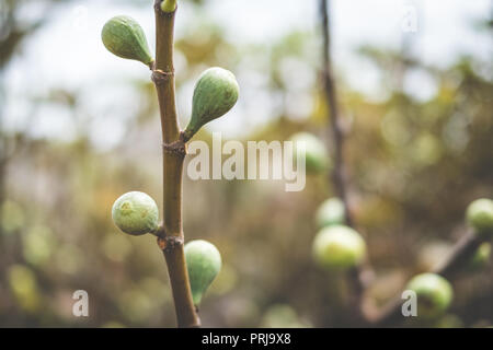 Figs sur la branche d'un figuier Banque D'Images