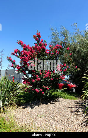 Lagerstroemia ou communément appelé crape myrtle myrtle crepe ou contre le ciel bleu Banque D'Images