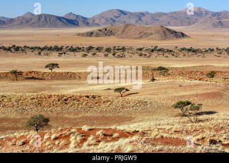 Les pelouses sèches en face de crêtes, Gondwana Parc Namib, près de Sesriem, Namibie, région Hardap Banque D'Images
