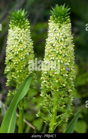 Fleurs de lis (ananas géant Eucomis pallidiflora), Allemagne Banque D'Images