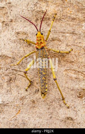 L'asclépiade commune (criquets) morbillosus Phymateus, grimpe sur l'écorce, Windhoek, Namibie Banque D'Images