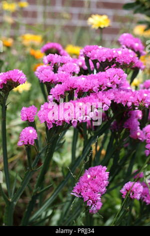 Statice fleurs ou également connu sous le nom de Limonium sinuatum, lavande de mer, feuilles de romarin, encoche marais mer rose, lavande wavyleaf Banque D'Images