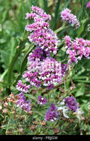 Statice fleurs ou également connu sous le nom de Limonium sinuatum, lavande de mer, feuilles de romarin, encoche marais mer rose, lavande wavyleaf Banque D'Images