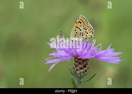 (Lycaena tityrus fuligineux) sur centaurée jacée (Centaurea jacea), Hesse, Allemagne Banque D'Images