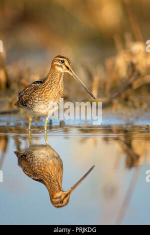 La bécassine des marais (Gallinago gallinago) se tient dans l'eau, de l'eau reflet, le lac de Neusiedl, Autriche Banque D'Images