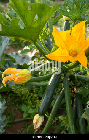 Les jeunes de plus en plus de la courgette sur la plante avec des fleurs de courgette jaune Banque D'Images