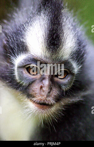 Écureuil thomasi (au nord de Sumatra Sumatra Leaf Monkey, Langur Grizzled Langur, Thomas, Thomas, Thomas Langur Monkey) Feuille de Gunung Leuser dans Banque D'Images