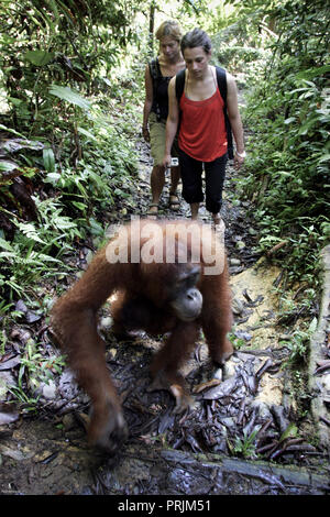 Les touristes et de l'orang-outan dans Parc national de Gunung Leuser, Sumatra, Indonésie Banque D'Images
