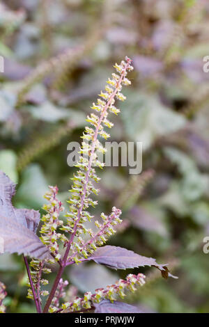 Feuilles pourpre plante Beefsteak les coupelles de semences (Perilla frutescens var. crispa), aka shiso perilla, menthe, basilic, basilic sauvage chinois Banque D'Images