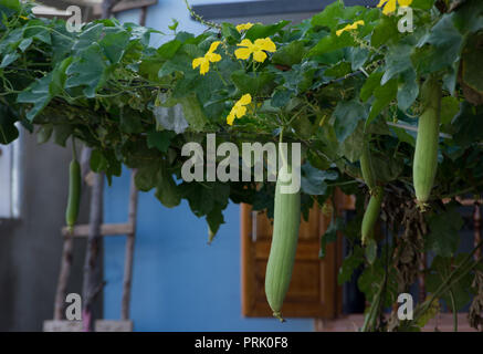 Usine de luffa, loofah fleur ou gourd plant ou plante gombo avec fond de ciel bleu Banque D'Images